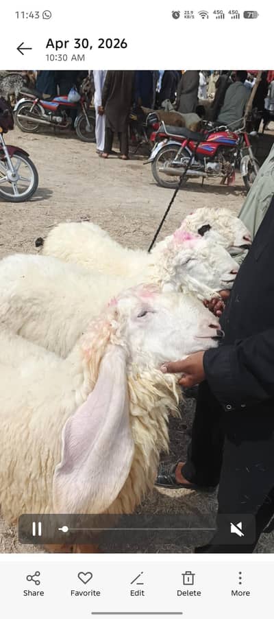 3 Kajla Lala for sale sirf Lena wala rabta krn