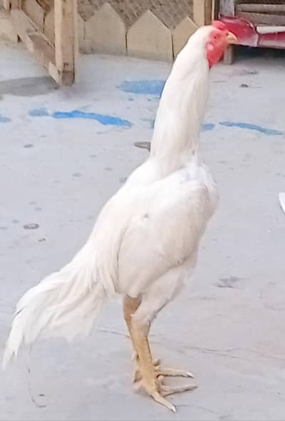 pure white murga full hight patha