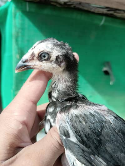 High Quality Black Aseel chicks