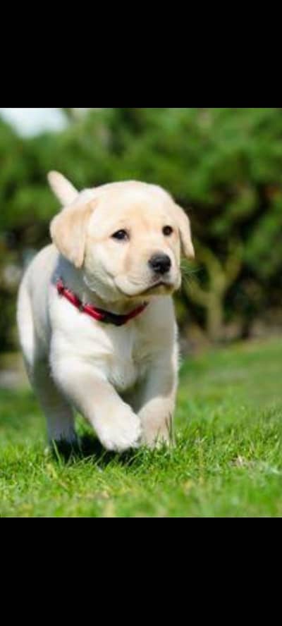 Labradoor male puppy for sale
