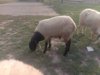 4 dant mundra for sale