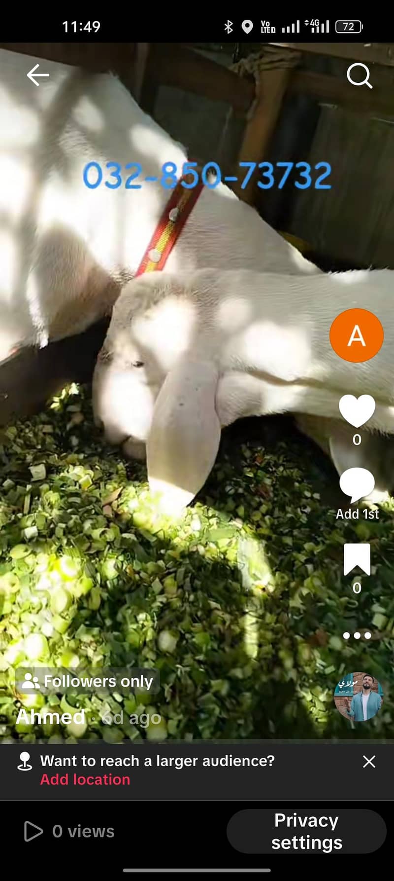 dumba sheep 2