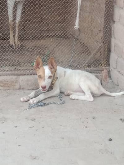 Selling this puppy