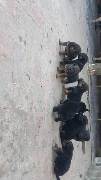 German Shepherd Puppies | Urgent Sale | Heavy Bone & Double Coat