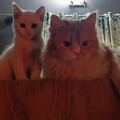 urgently giving cat for adoption