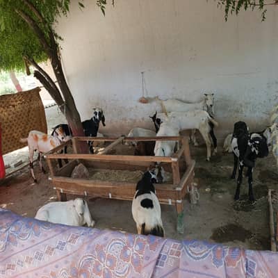 15 بکروں کی لاٹ قربانی کے دو دانت بکرے