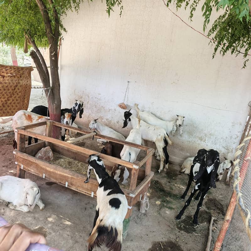 15 بکروں کی لاٹ قربانی کے دو دانت بکرے 2