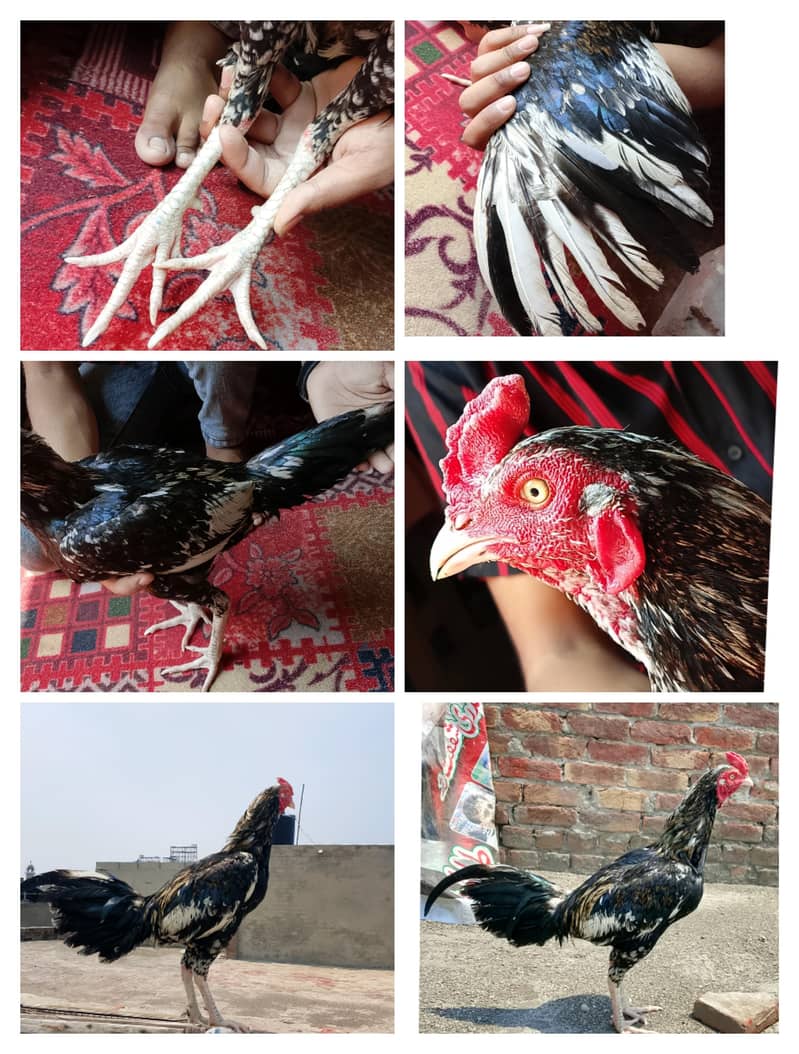 patapati 2