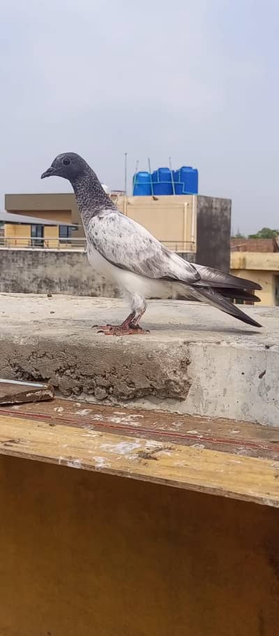 parwazi bachy