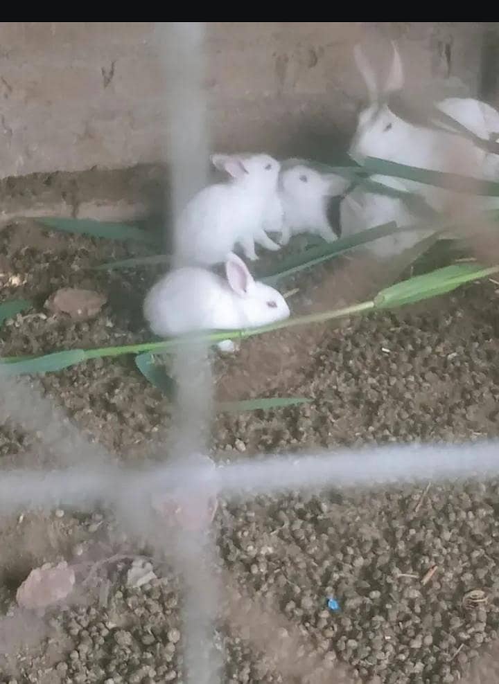 Rabbits 0
