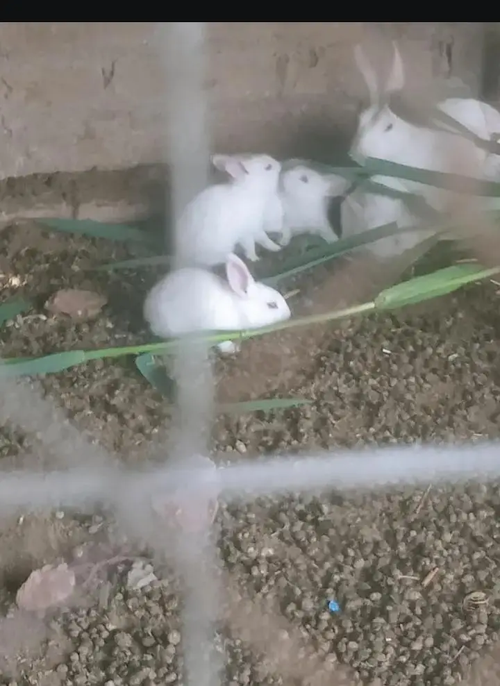 baby Rabbits