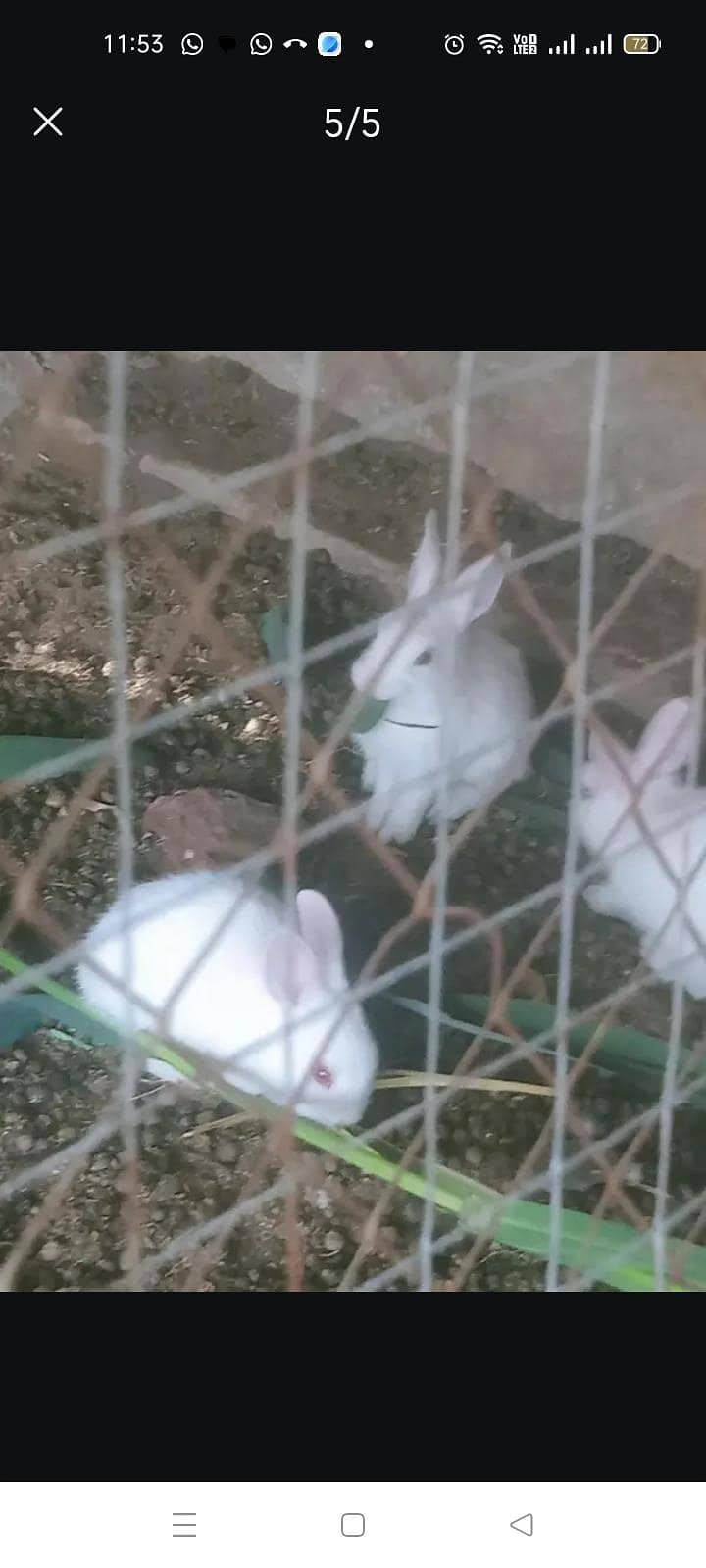 Rabbits 1