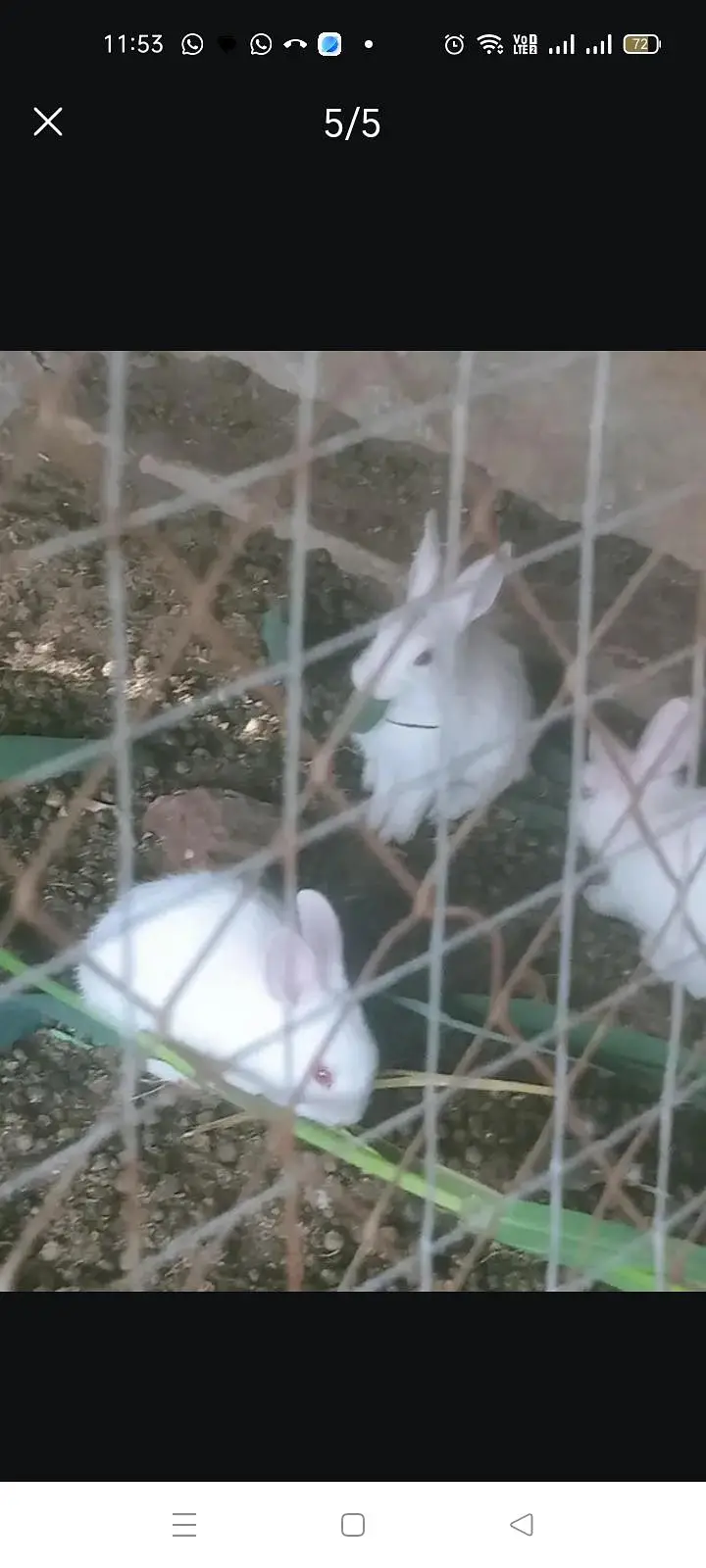 baby Rabbits — photo 2