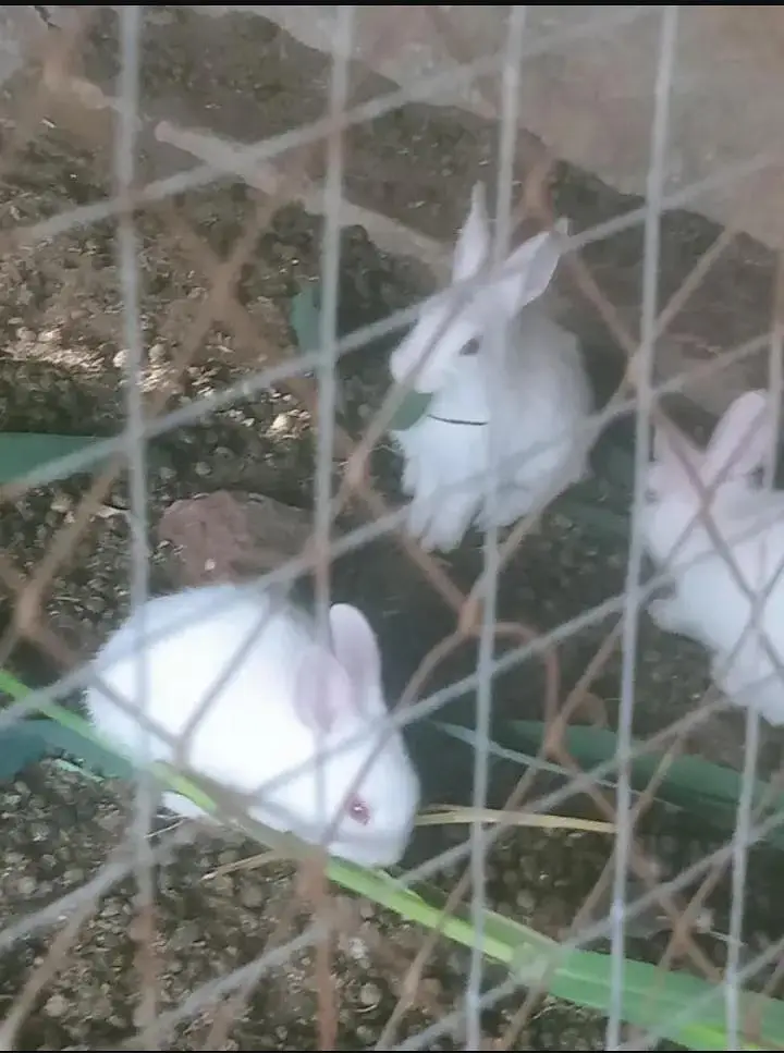 baby Rabbits — photo 3