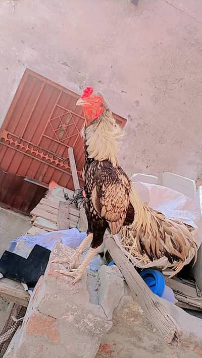 Original Shamo