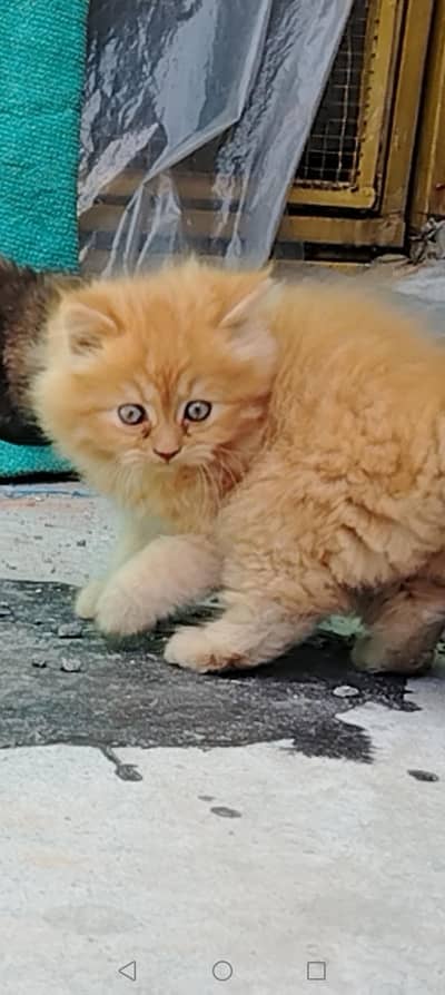 Persian Siberian mix breed