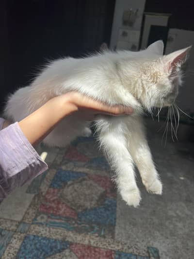 persian white cat