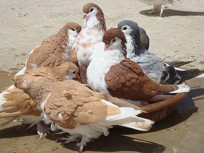 Sharazi breeder pair brown