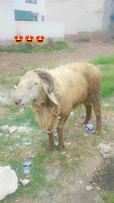 chatra for sale