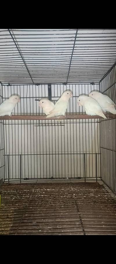 albino red eyes/black eye's