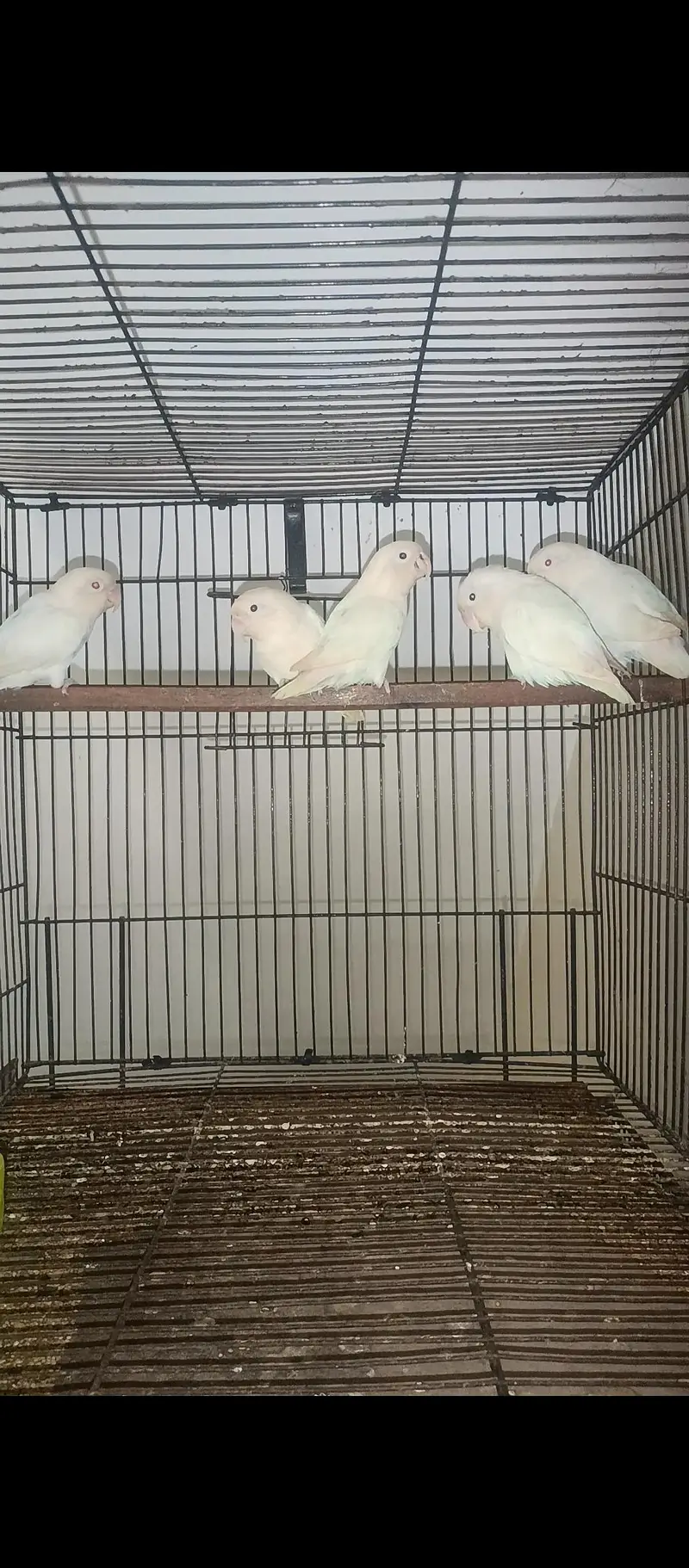 albino red eyes/black eye's