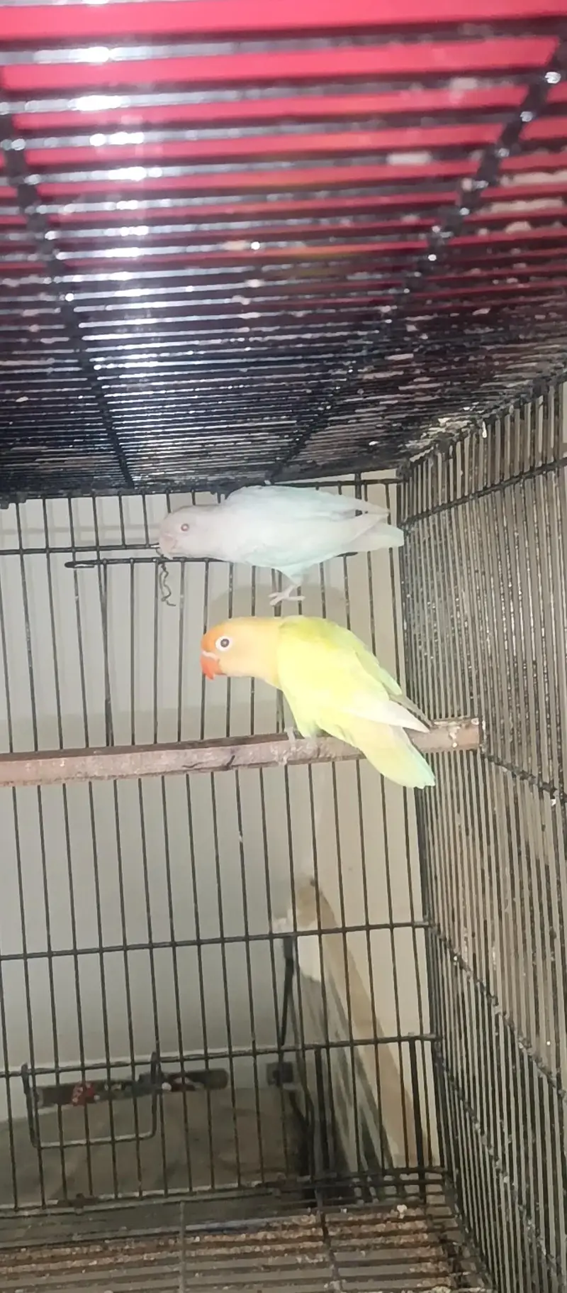 albino red eyes/black eye's — photo 2