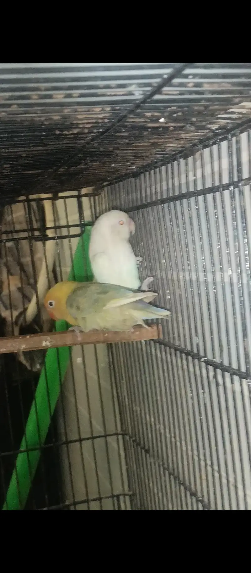 albino red eyes/black eye's — photo 3