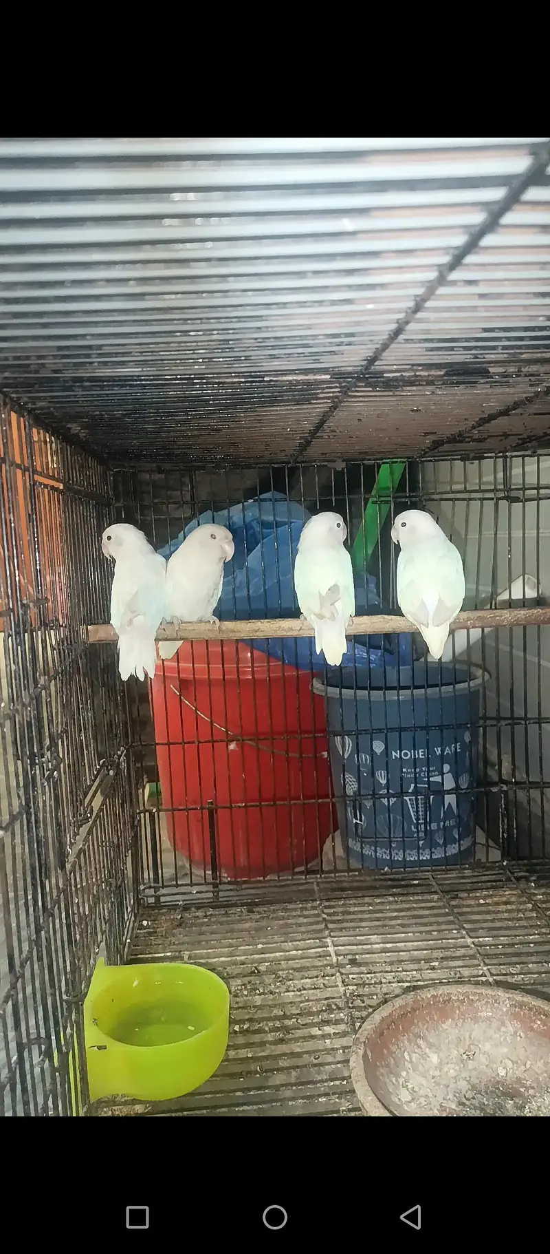 albino red eyes/black eye's — photo 4