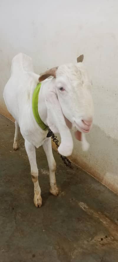 For sale golabi Bakra 4 Dant ka price 1 lakh 85000 kame hojaige
