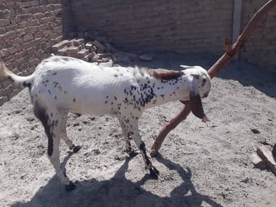 dunda bakray