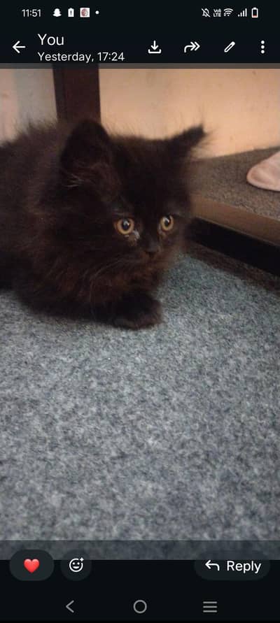 siberian kittens male