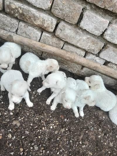 Russia puppies