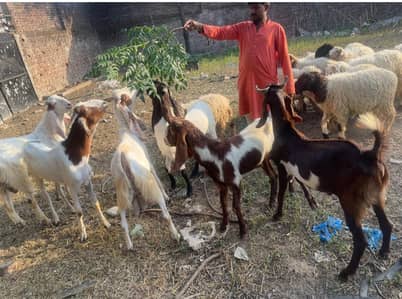 Goats | Bkra | Qurbani Bkra | Desi Bkra | Betal Goat | Bkra For Sale