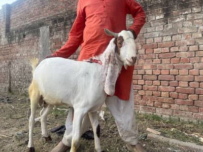 Goats | Bkra | Qurbani Bkra | Desi Bkra | Betal Goat | Bkra For Sale