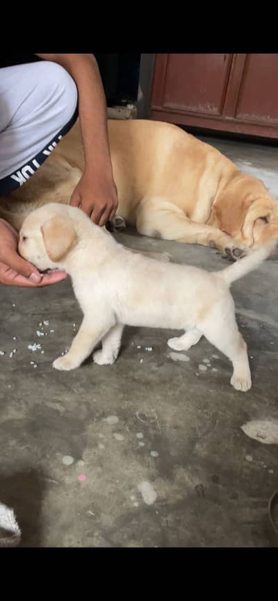 British Labrador female puppy health active 03243071070