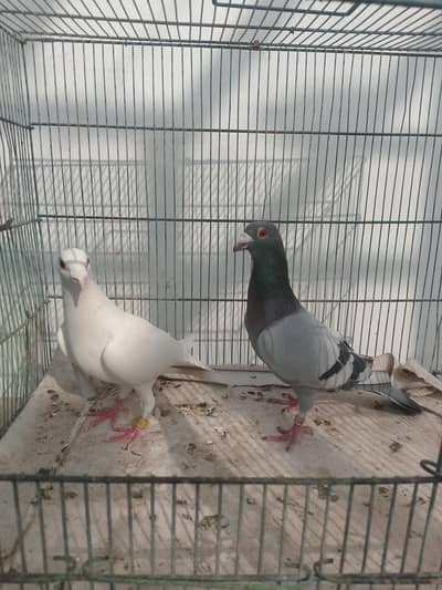 qasid pair