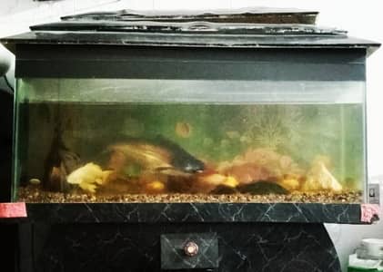 fish with acquirium