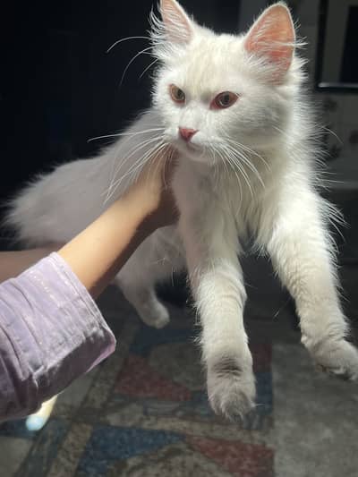 Cat for sale