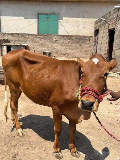 wachi for sal kurbani lagti ha.