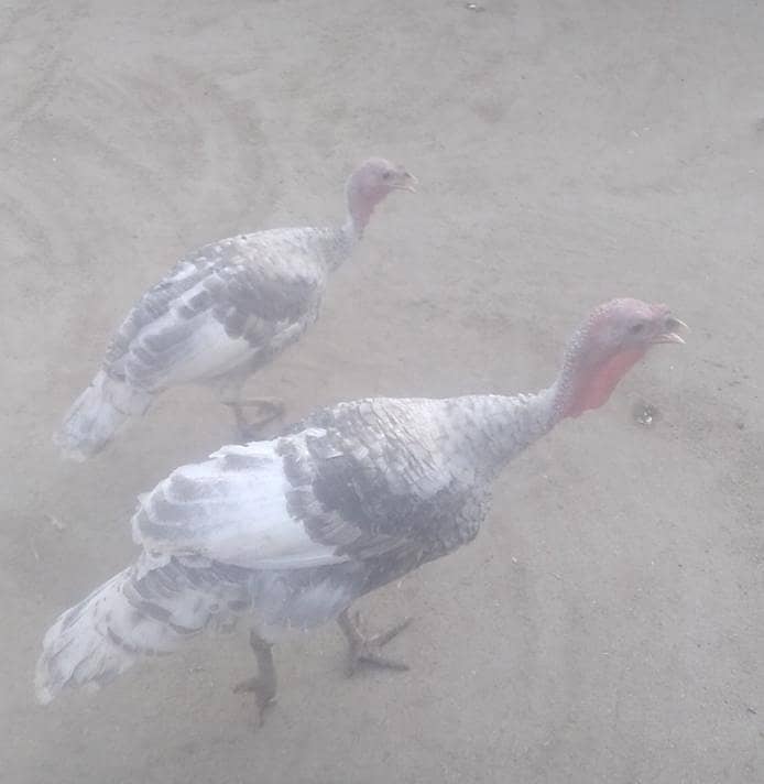 young turkey pair 0