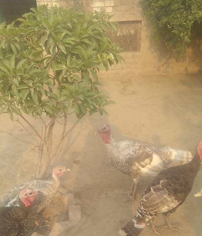 young turkey pair 1