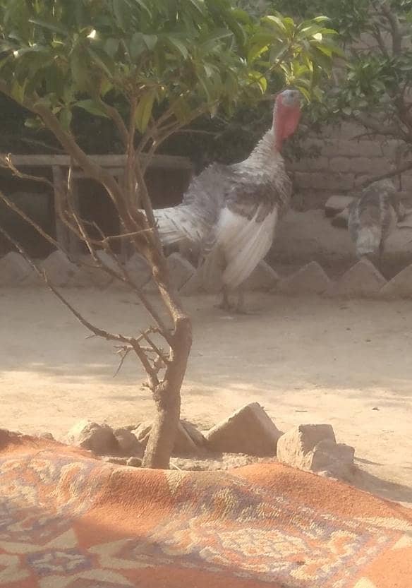 young turkey pair 2
