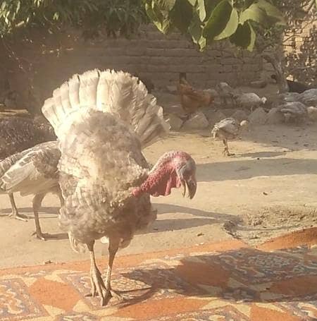 young turkey pair 3