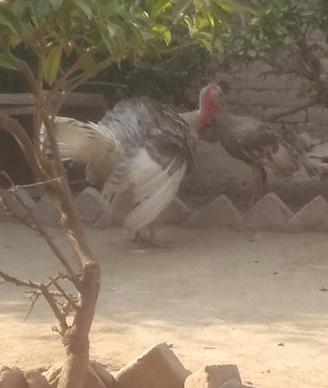 young turkey pair 4