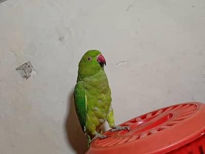 parrot female 2 ha breading Karna ka Lia tayar ha