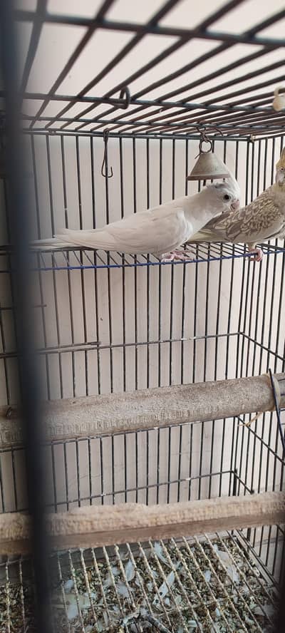 Cockatiel Pair for sale