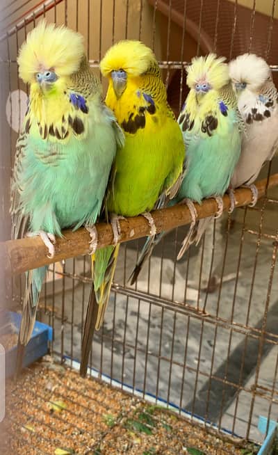 Exhibition budgies