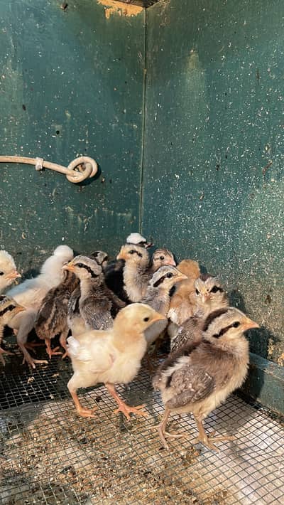 Onagadori chicks available