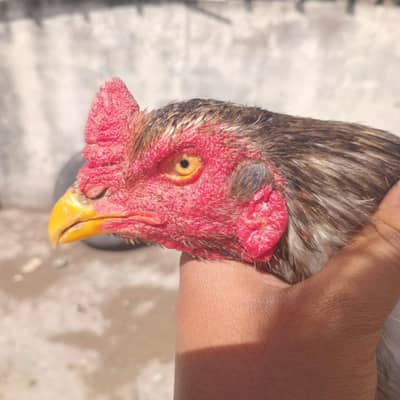 Peela patha Quality aseel for sale