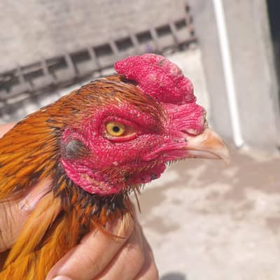 Peela patha Quality aseel for sale